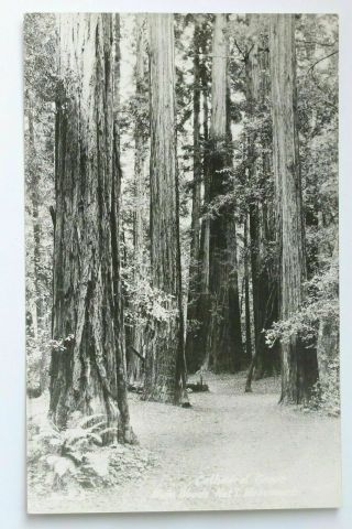 Old Rppc Postcard Cathedral Grove Muir Woods National Monument,  San Francisco Ca