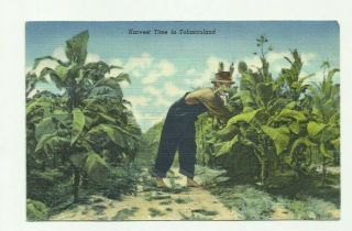 Old Linen Postcard Harvest Time In Tobacco Land,  Barefoot Picker In Tobacco Patc