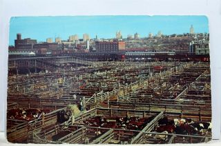 Missouri Mo Kansas City Stock Yards Postcard Old Vintage Card View Standard Post