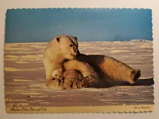 Alaska Ak Alaskan Polar Bear Cub Postcard Old Vintage Card View Standard Post Pc