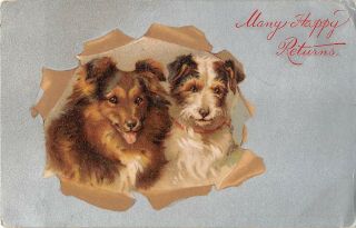 Collie Or Sheltie Dog By Terrier Dog On Silver Background - Old Birthday Postcard