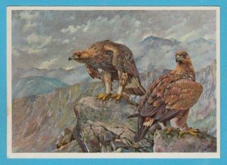 " Mountain Eagles ".  Printed In East Germany For The Soviet Union,  Old Postcard