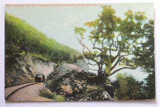 Old Postcard Live Oak Tree,  Mt.  Tamalpais Scenic Railway To Redwood Grove Ca