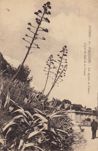 Carte Postale Ancienne Old Postcard HyÈres Var Les Agaves En Fleurs