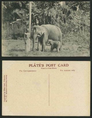 Ceylon Old Postcard Elephant And Cub Kandy Elephants Animal Native Man Palm Tree