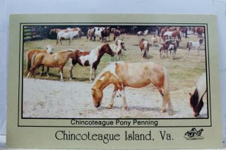Virginia Va Chincoteague Island Pony Penning Postcard Old Vintage Card View Post