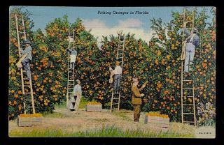 Old Vintage Picking Oranges In Florida 1938 Linen Postcard With 1 Cent Stamp