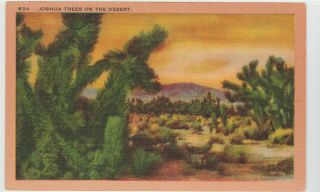 Joshua Trees In California Desert Vintage Linen Postcard Ca Palm Scenic View Old