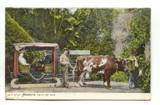 Madeira - Carro De Bois,  Ox Cart - Old Postcard