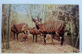 Illinois Il Chicago Natural History Museum Bongo Carl E Akeley Hall Postcard Old