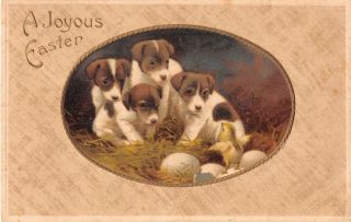 Cute Jack Russell Terrier Puppies With Eggs & Watching Chick - Old Easter Postcard
