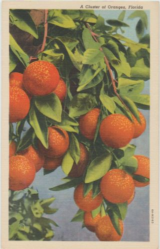 Florida Postcard A Cluster Of Oranges Vintage Linen Old Fruit Orange Tree