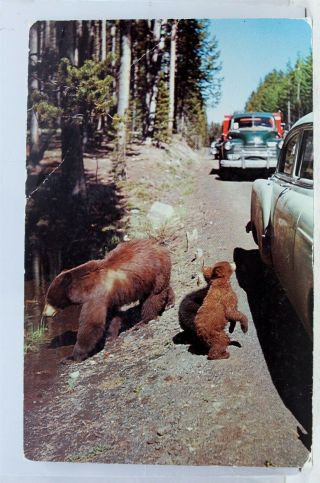 Wyoming Wy Yellowstone National Park Mother Bear Cubs Black Bear Postcard Old Pc