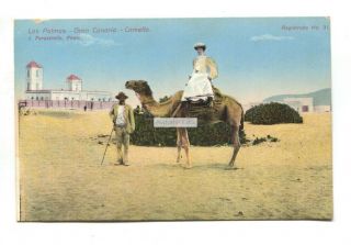 Las Palmas,  Gran Canaria - Camello,  Camel Ride - Old Spain Postcard