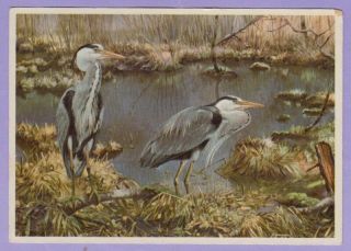 " Gray Herons ",  Printed In East Germany For The Soviet Union,  Old Postcard