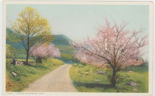 Vintage Postcard Apple Blossom Time Pink Trees Detroit Publishing Co Antique Old