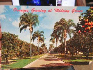 Vintage Old Postcard Florida Bradenton Sarasota Midway Groves Orange Trees Juice
