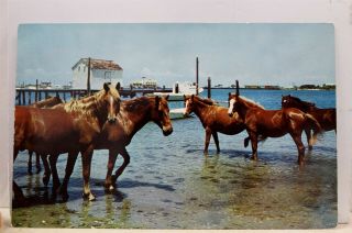 North Carolina Nc Ocracoke Island Outer Banks Ponies Postcard Old Vintage Card