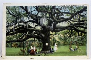 Florida Fl South Jacksonville Live Oak Tree Postcard Old Vintage Card View Post