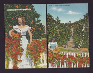 Two Old Vintage Postcards Fruit Picking Time In Florida Fl Women Picking Oranges