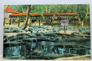Florida Fl St Augustine Alligator Farm Ponce Postcard Old Vintage Card View Post