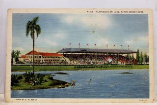 Florida Fl Miami Jockey Club Flamingos Lake Postcard Old Vintage Card View Post