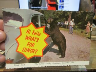 Vintage Old Postcard Tennessee Black Bear Attacks Car Window Begging For Food