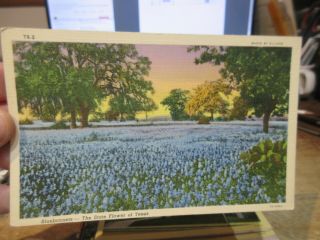 Vintage Old Postcard Texas State Flower Bluebonnet Indian Paintbrush Ellison Tx2