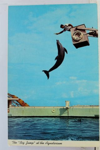 Florida Fl St Petersburg Beach Aquatarium Postcard Old Vintage Card View Post Pc