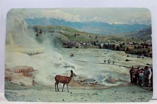 Yellowstone National Park Mammoth Hot Springs Deer Terraces Postcard Old Vintage