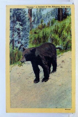 Pennsylvania Pa Allegany State Park Bear Shaggy Denizen Postcard Old Vintage Pc