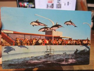 Vintage Old Postcard California Marineland Of The Pacific High Flying Dolphins