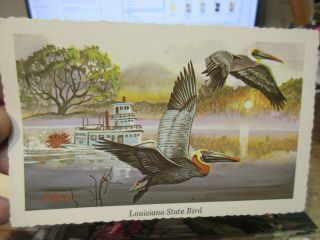 Vintage Old Postcard Louisiana State Bird Eastern Brown Pelican Ken Haag Artist