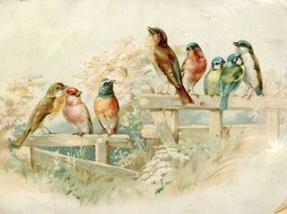 Fleischmann & Co Compressed Yeast 8 Colorful Birds On Fence Victorian Trade Card