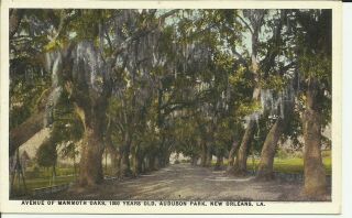 Orleans,  La. ,  Audubon Park,  Avenue Of Mammoth Oaks,  1000 Years Old