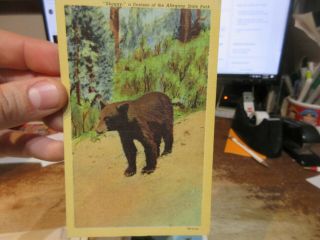 Vintage Old Postcard York Allegany State Park Shaggy Denizen Bear Cub Black