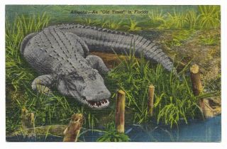 Vintage Florida Linen Postcard An Old Timer Alligator