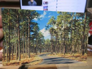 Vintage Old Postcard North Carolina Wilmington Pines At Hugh Macrae Park Hanover