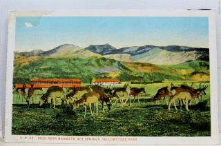 Yellowstone National Park Mammoth Hot Springs Deer Postcard Old Vintage Card Pc