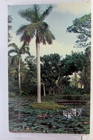 Florida Fl Vero Beach Mckee Jungle Gardens Water Lilies Postcard Old Vintage Pc