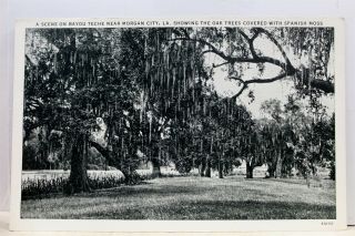 Louisiana La Morgan City Bayou Teche Oak Trees Spanish Moss Postcard Old Vintage