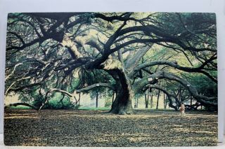 Louisiana La Orleans City Park Suicide Oak Postcard Old Vintage Card View Pc