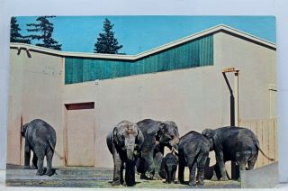 Oregon Or Portland Zoo Gardens Elephant Family Postcard Old Vintage Card View Pc