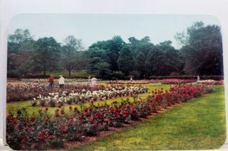 York Ny Rochester Maplewood Park Rose Garden Postcard Old Vintage Card View
