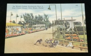 Fastest Greyhound Race West Flagler Kennel Club Miami Florida Old Postcard