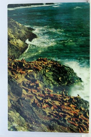 Oregon Or Coast Sea Lion Caves Postcard Old Vintage Card View Standard Souvenir