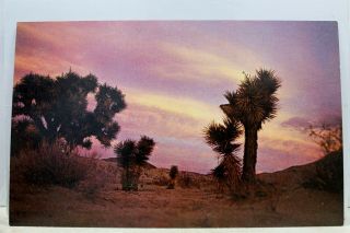 California Ca Mojave Desert Joshua Trees Postcard Old Vintage Card View Standard