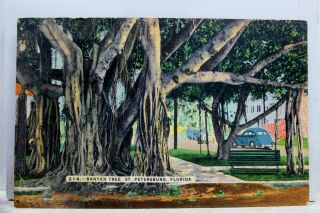 Florida Fl St Petersburg Banyan Tree Postcard Old Vintage Card View Standard Pc