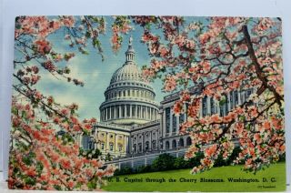 Washington Dc Cherry Blossoms Us Capitol Postcard Old Vintage Card View Standard
