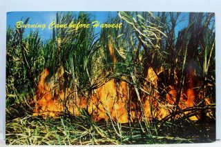 Hawaii Hi Harvesting Sugar Cane Leaves Postcard Old Vintage Card View Standard